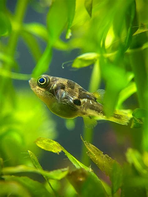 indian pea puffer